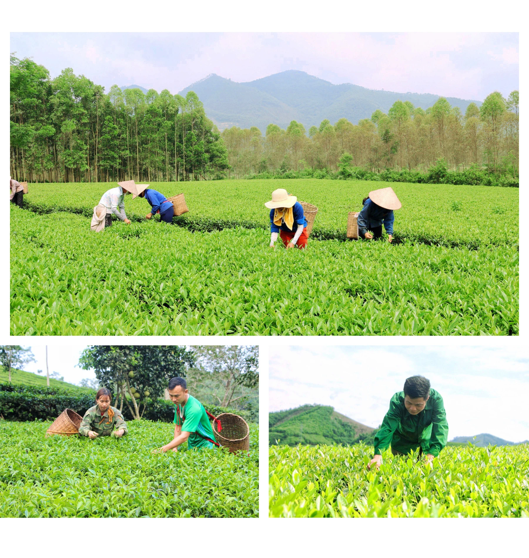 Develop Phu Tho’s tea brand
