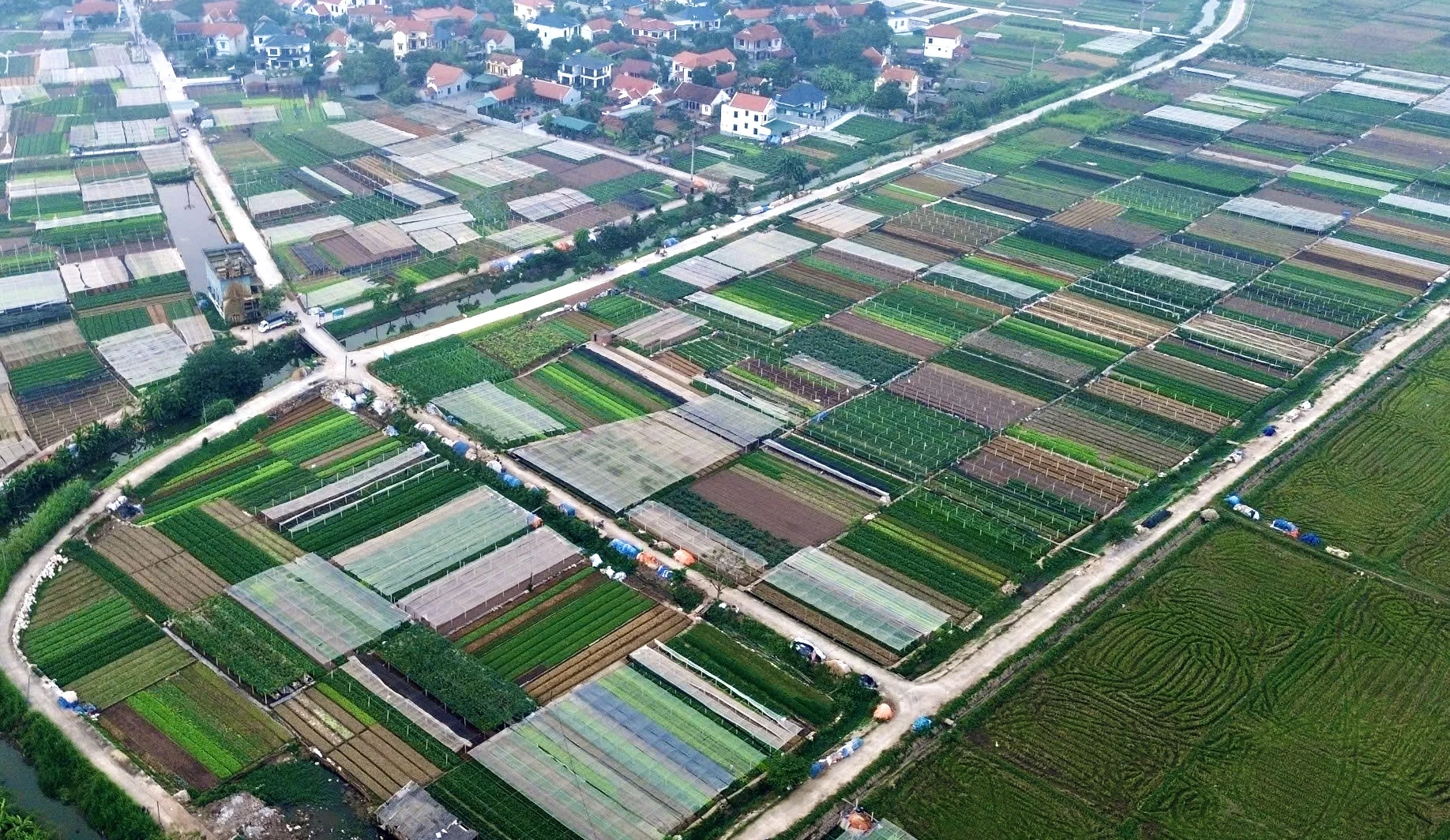 Lam Thao: A model for suburban commodity agriculture