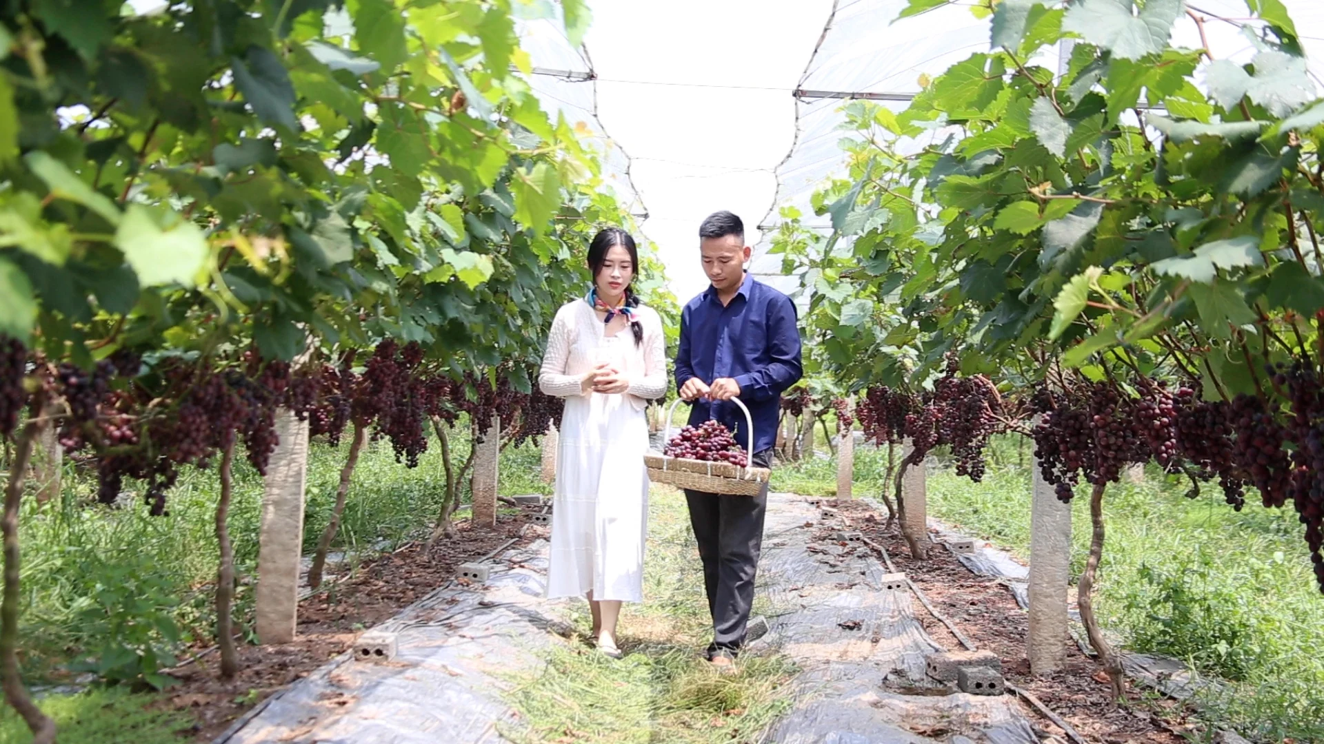 Lam Thao: A model for suburban commodity agriculture