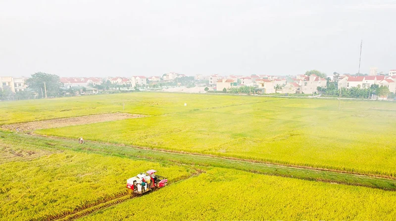 Lam Thao: A model for suburban commodity agriculture