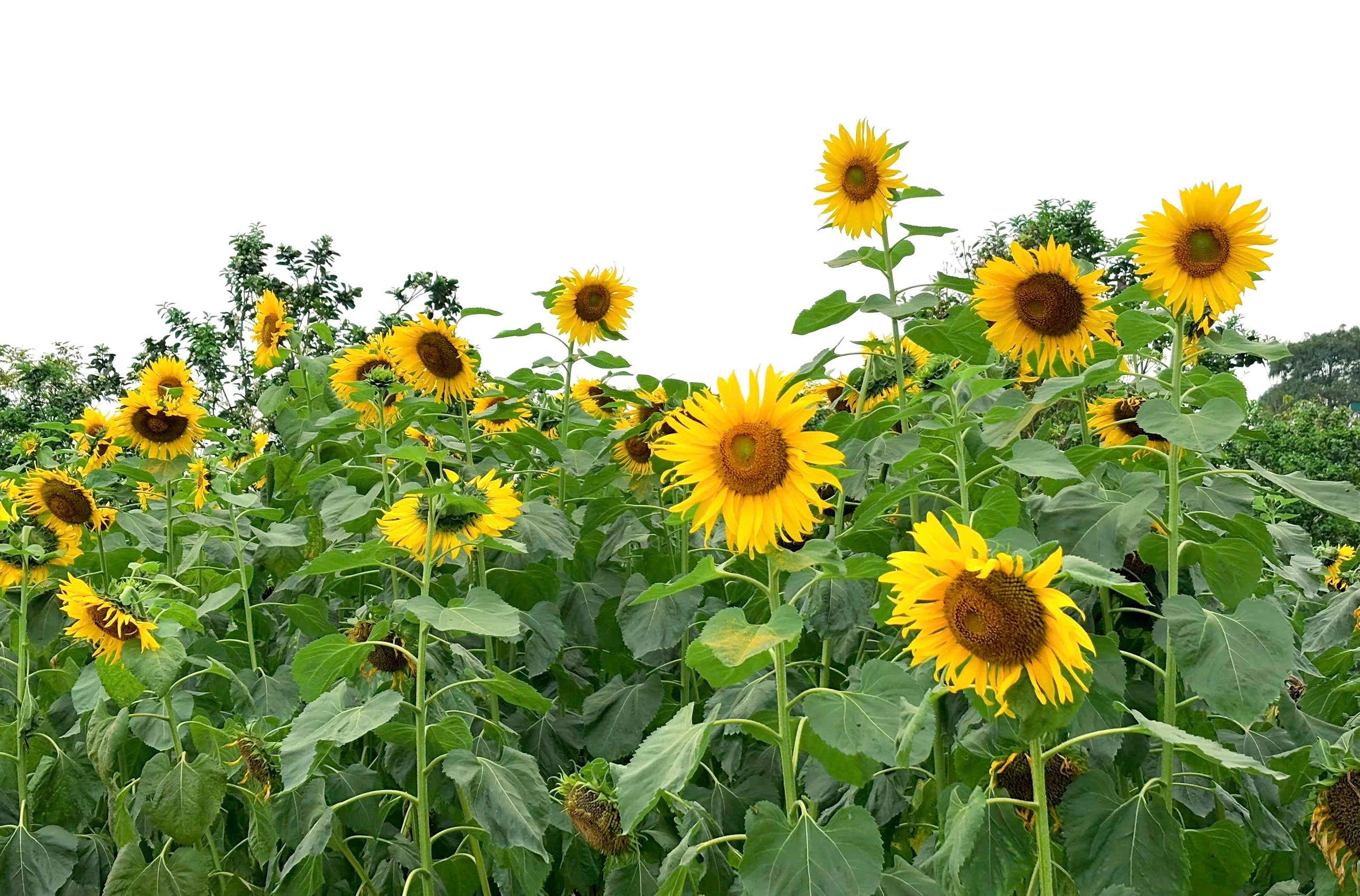Tens of thousands of sunflowers planted at Hung King Temple