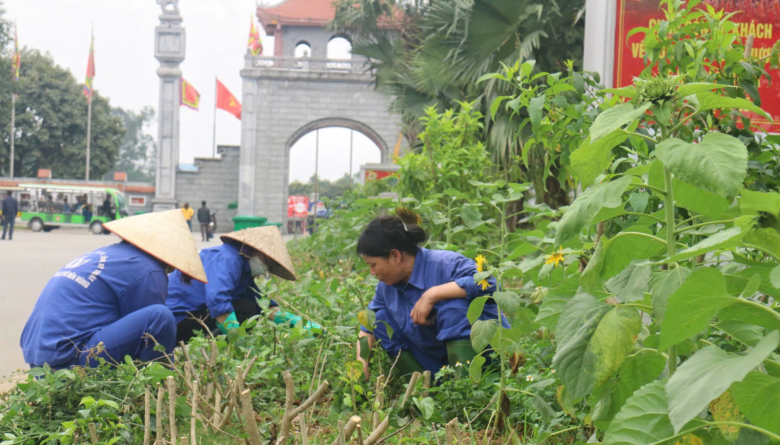 Tens of thousands of sunflowers planted at Hung King Temple