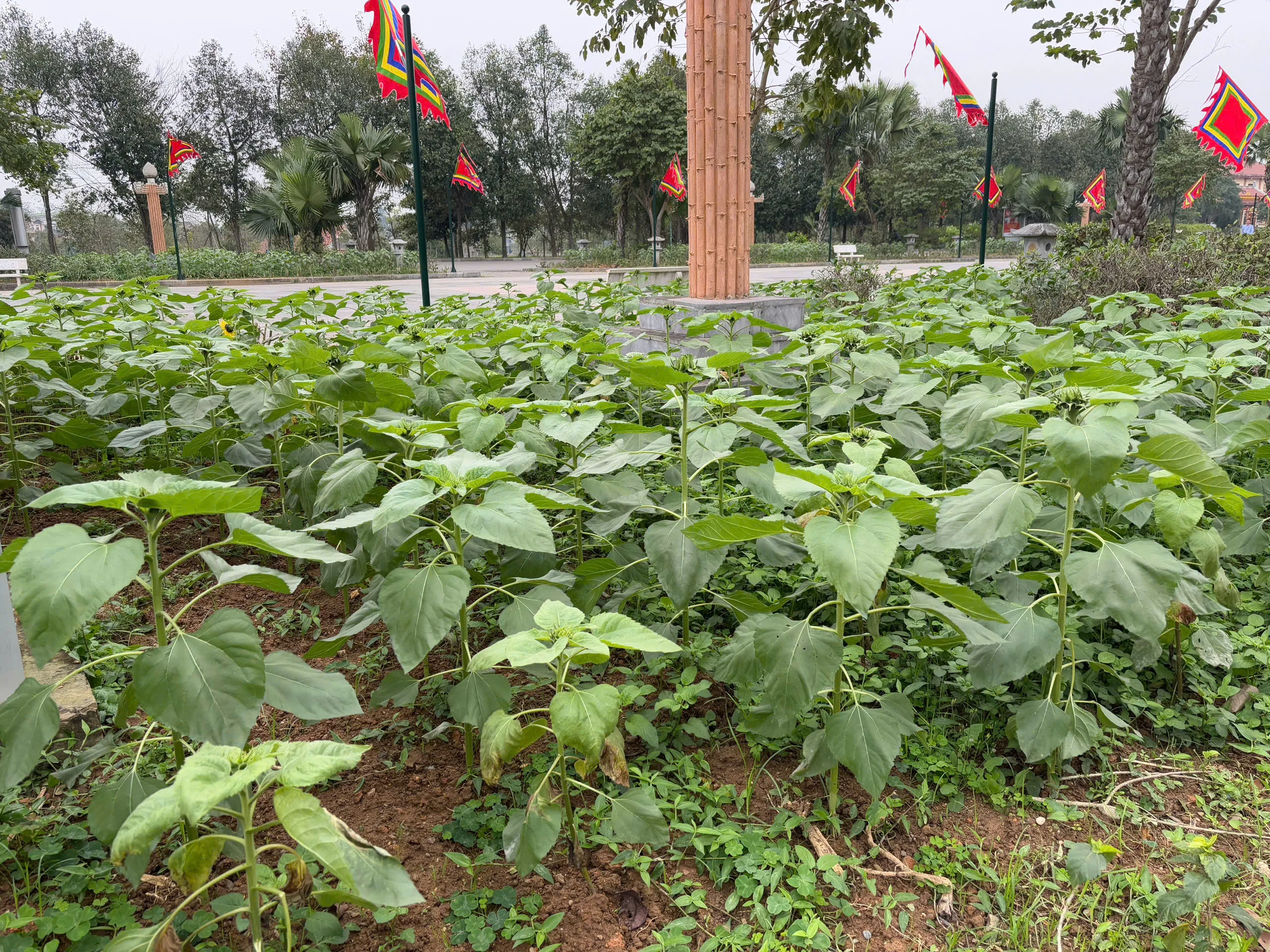 Tens of thousands of sunflowers planted at Hung King Temple