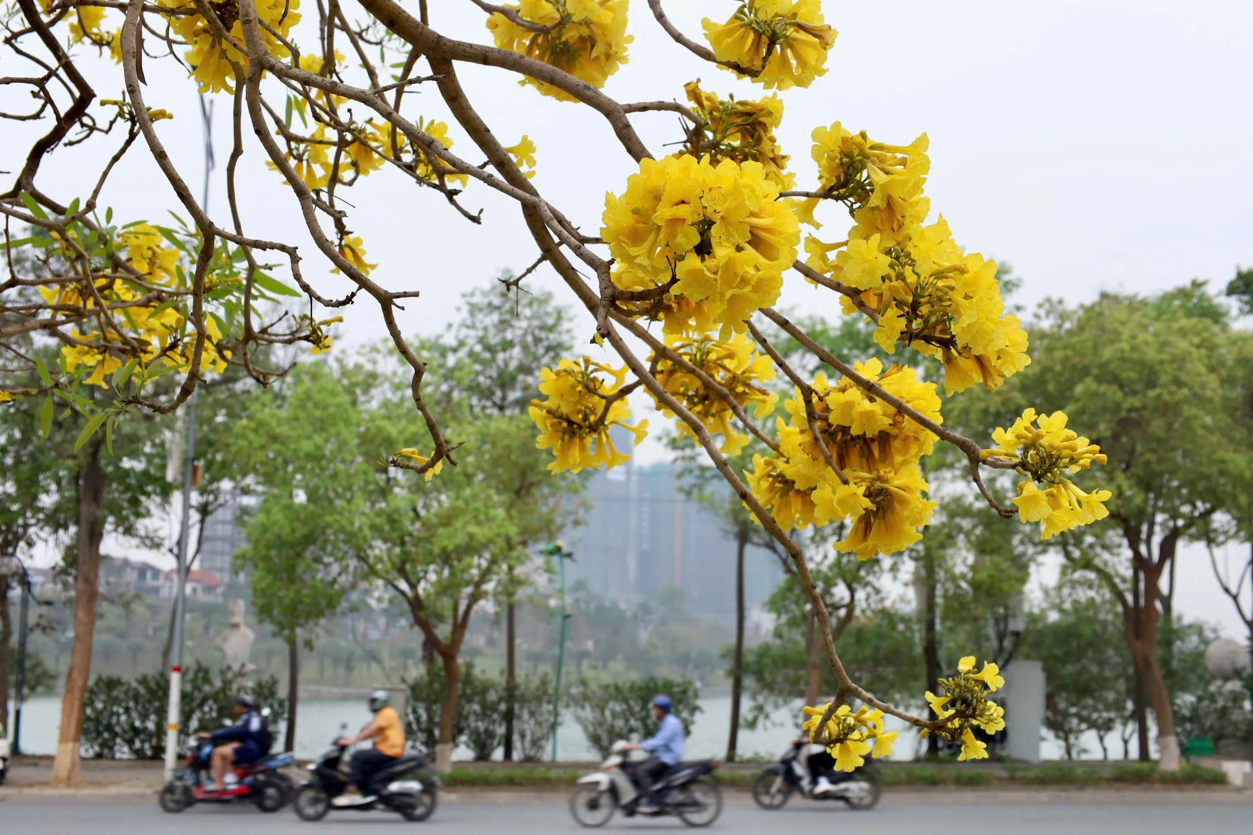 The Colors of Flowers on the Streets