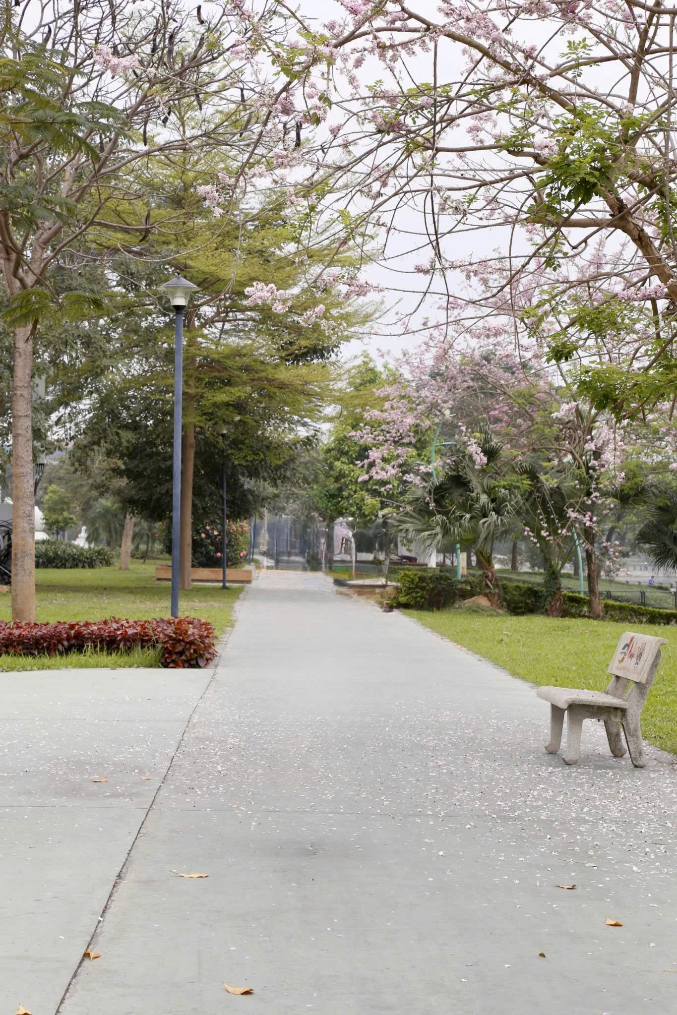 The Colors of Flowers on the Streets