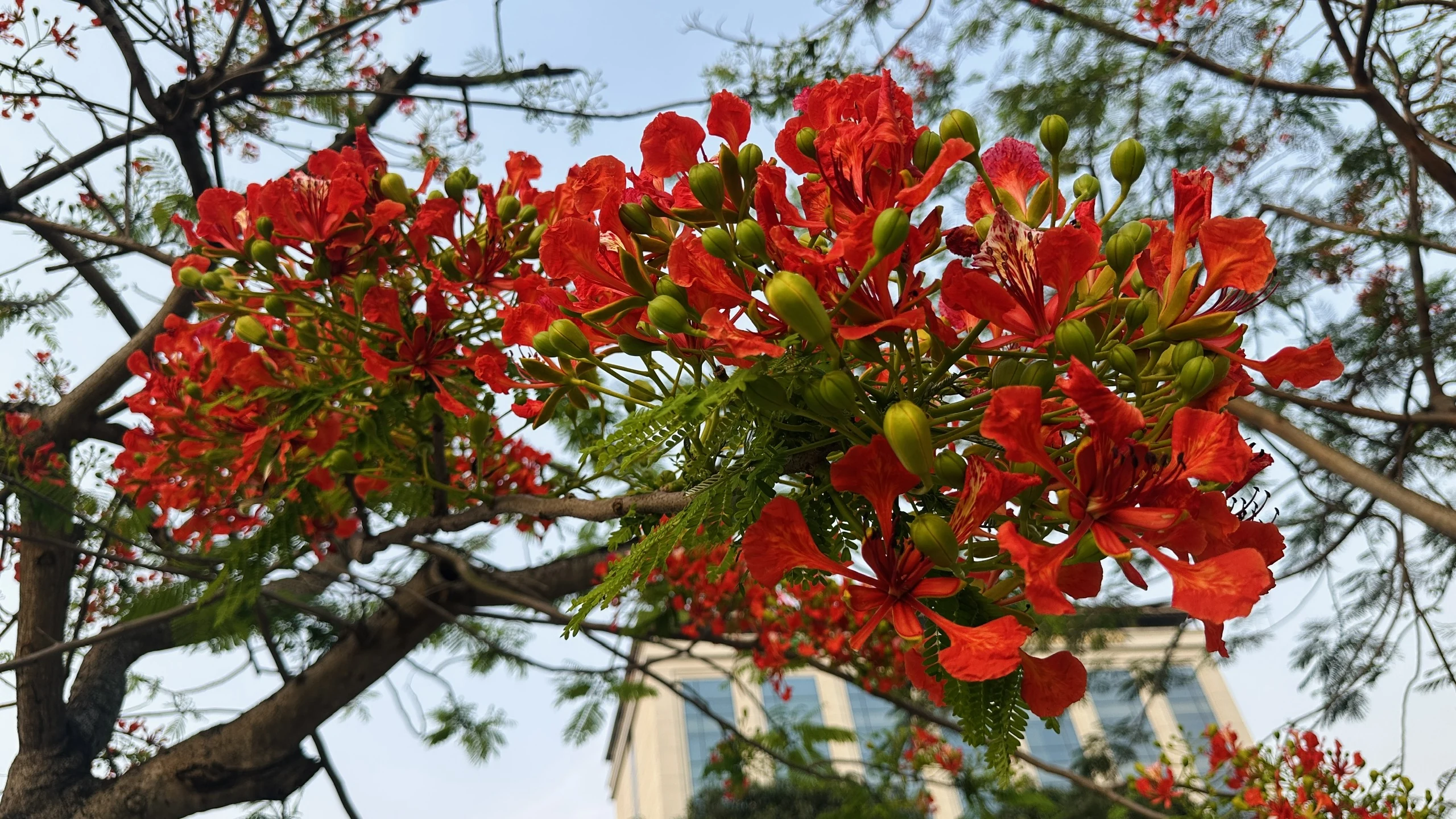 The first royal poinciana blossoms of the season