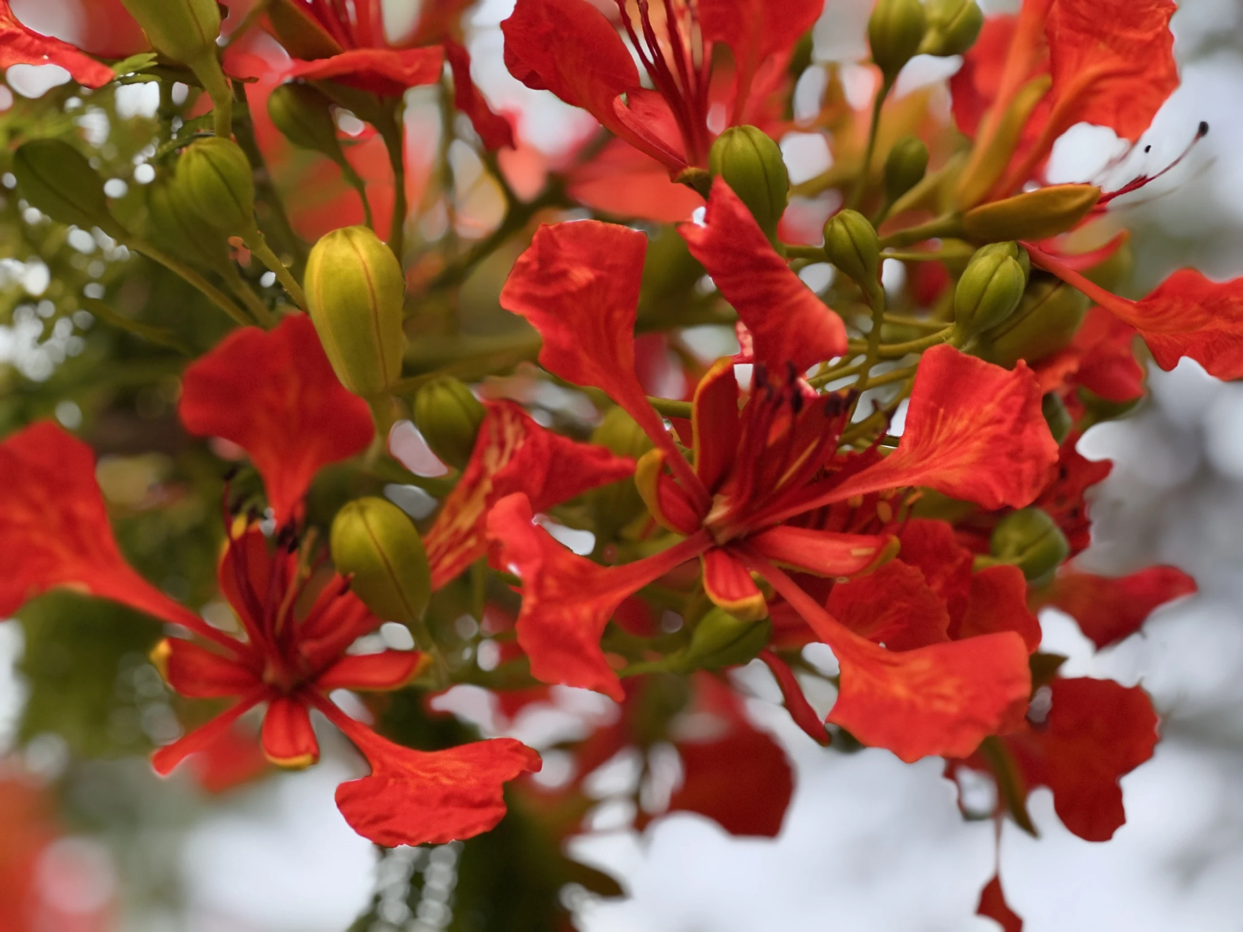 The first royal poinciana blossoms of the season