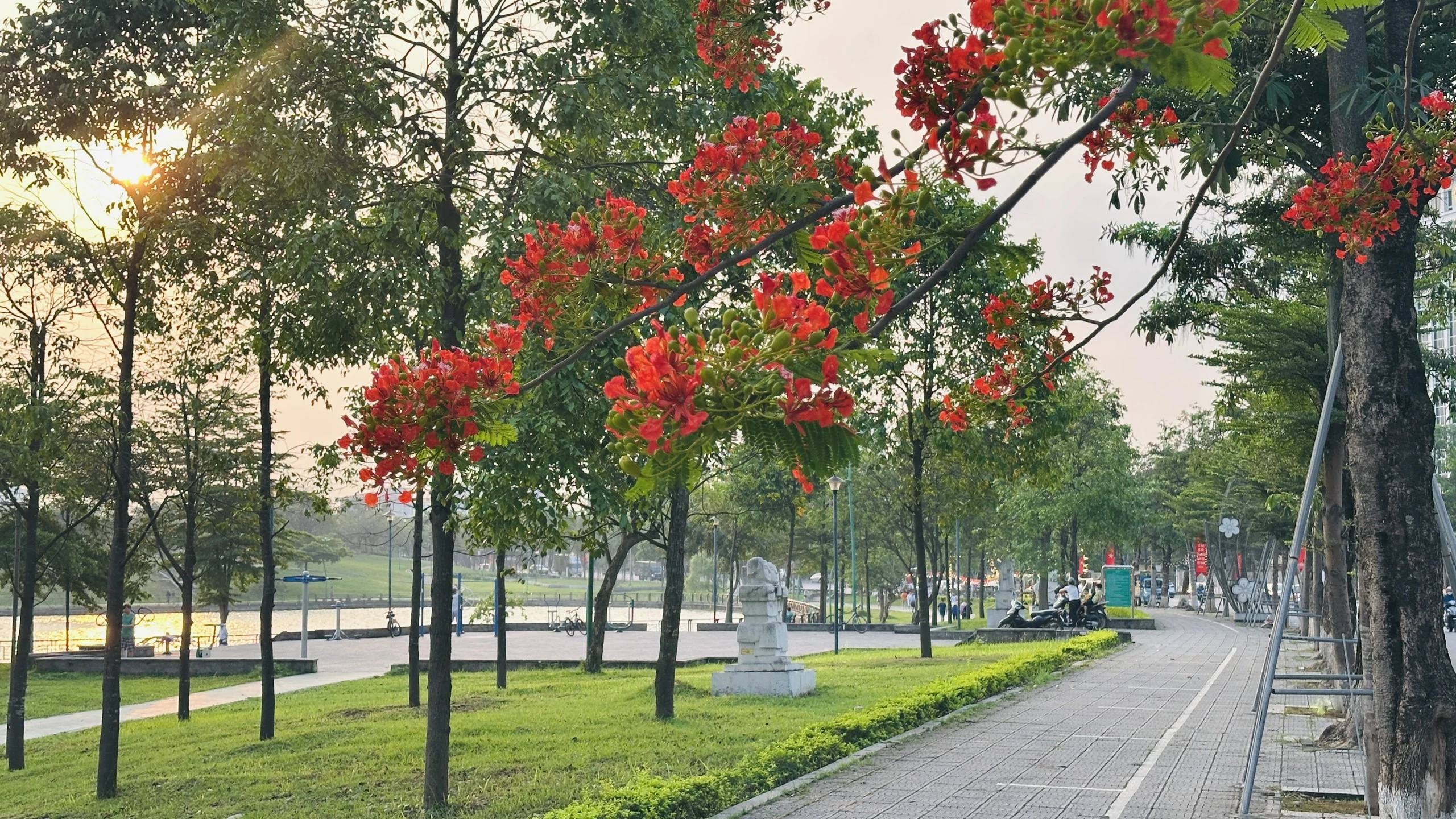 The first royal poinciana blossoms of the season