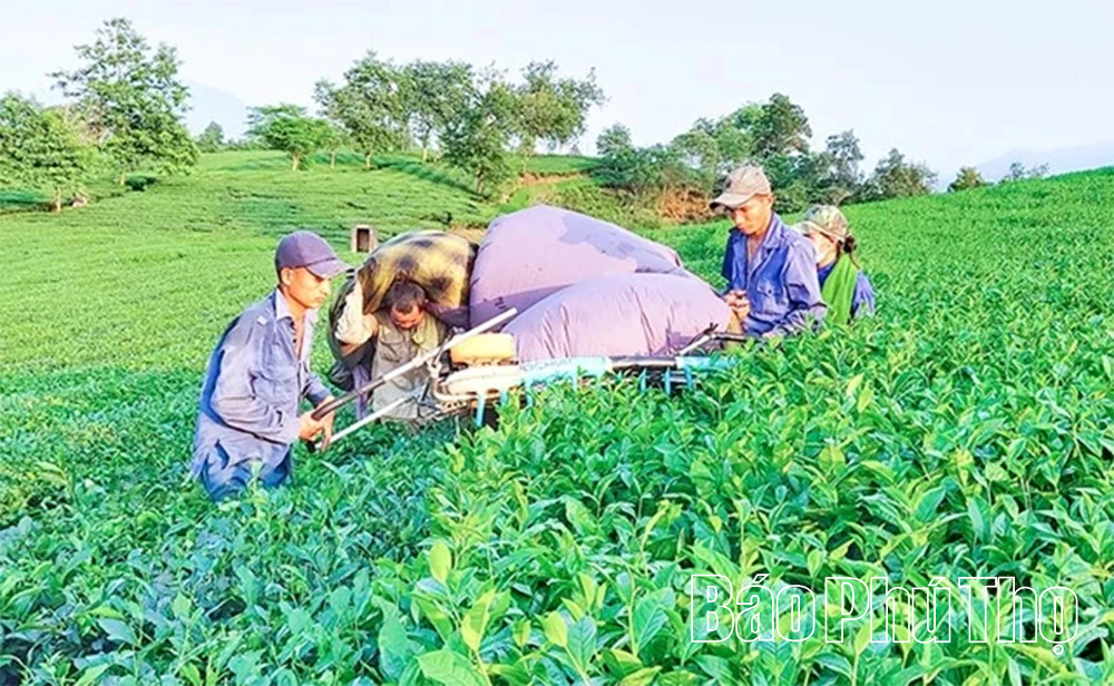 Phu Tho Unleashes High-Tech Agricultural Potential