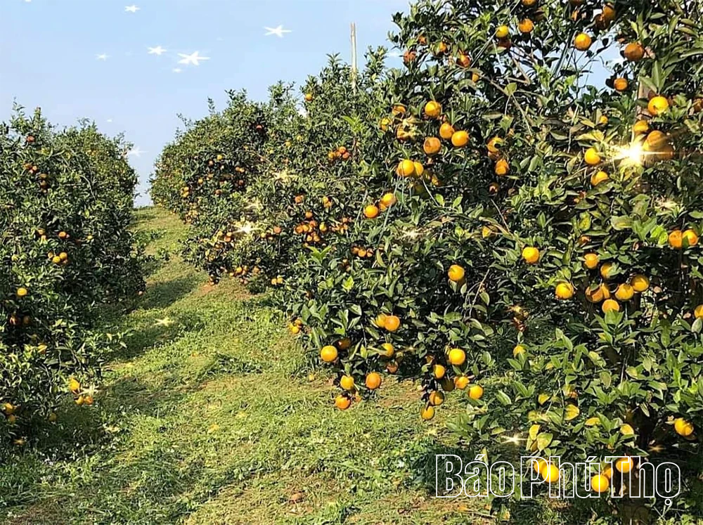 Phu Tho Unleashes High-Tech Agricultural Potential