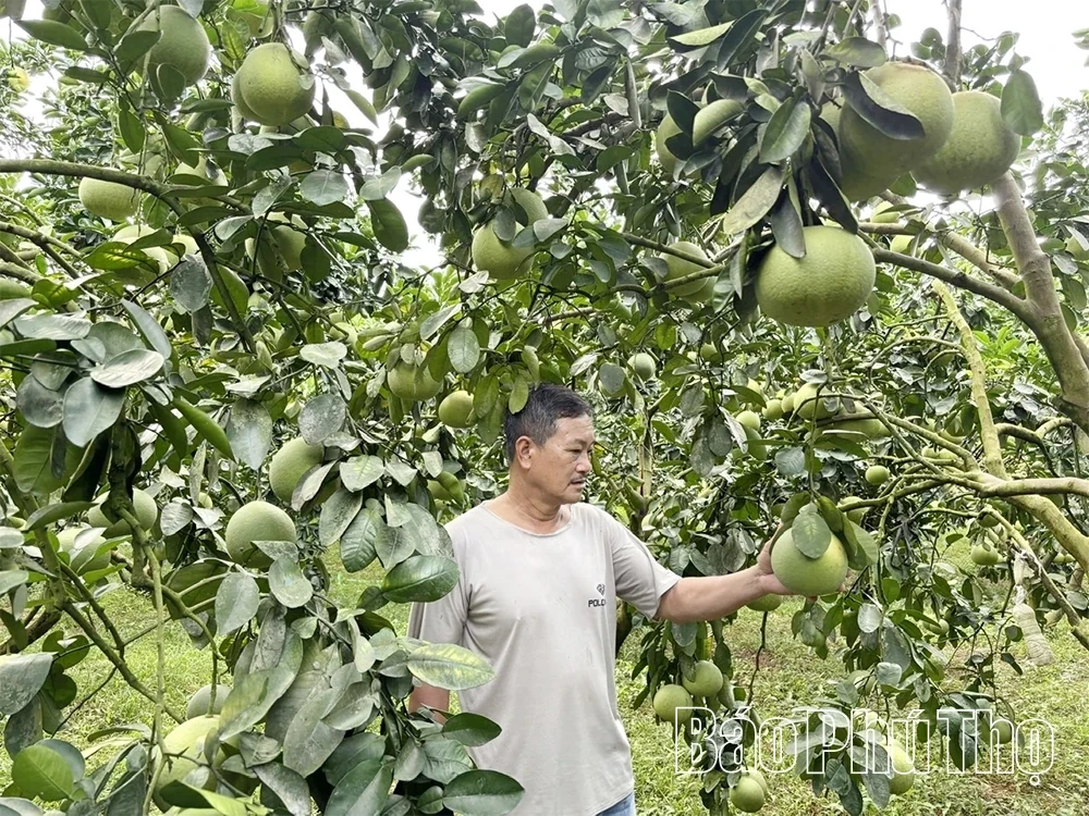 On the Export Region of Dien Grapefruit