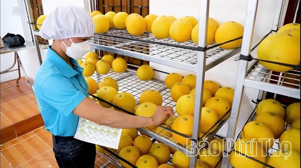 On the Export Region of Dien Grapefruit