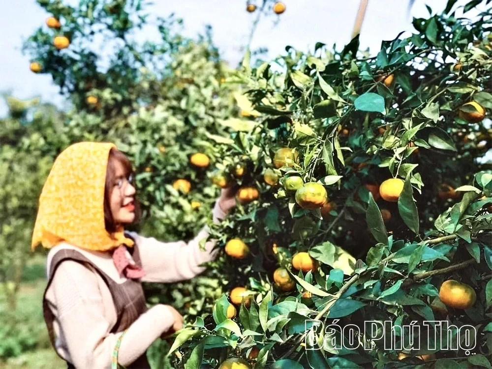 Exploring Tourism on the “Roof of the Muong Region”