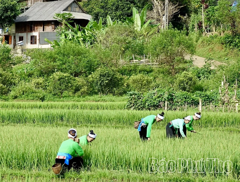 Exploring Tourism on the “Roof of the Muong Region”