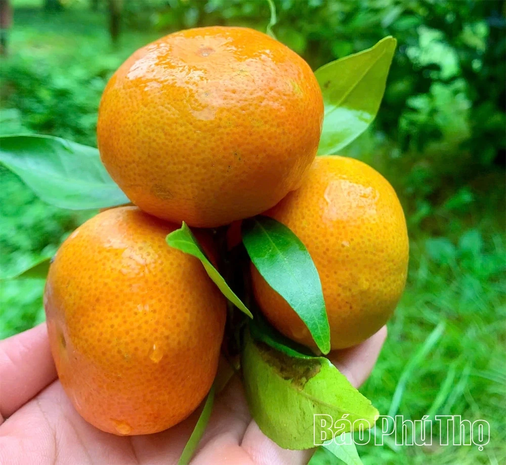 The Golden Season in Cao Phong