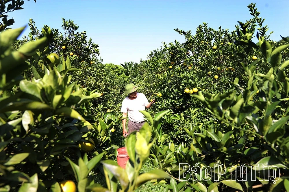 The Golden Season in Cao Phong