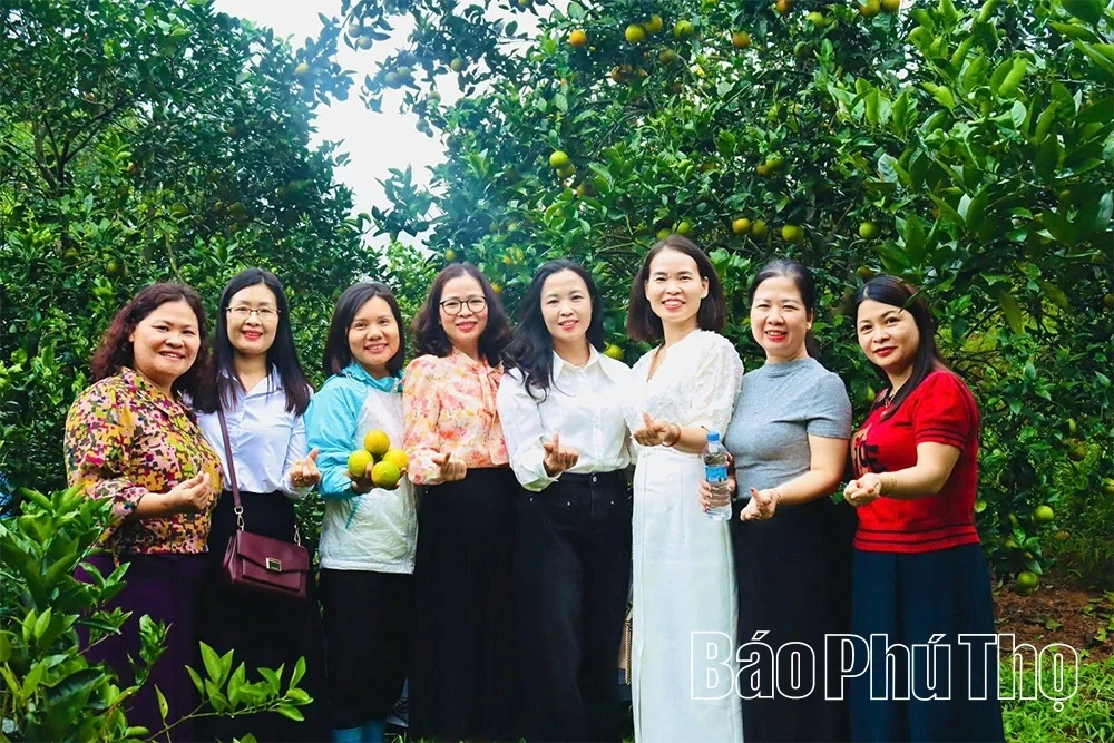 The Golden Season in Cao Phong