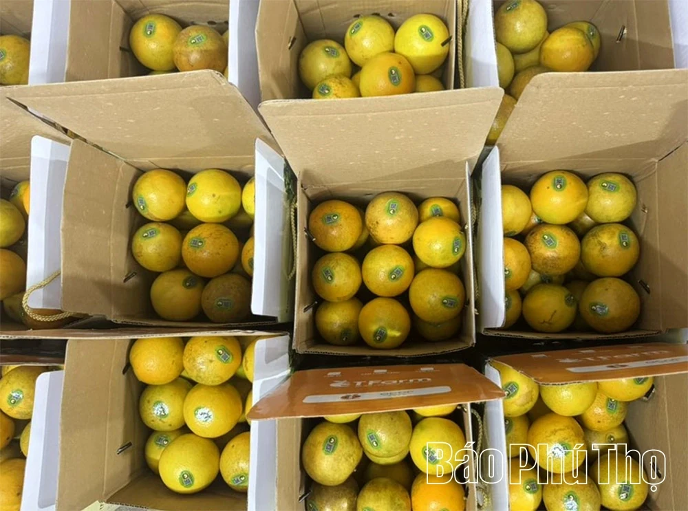 The Golden Season in Cao Phong