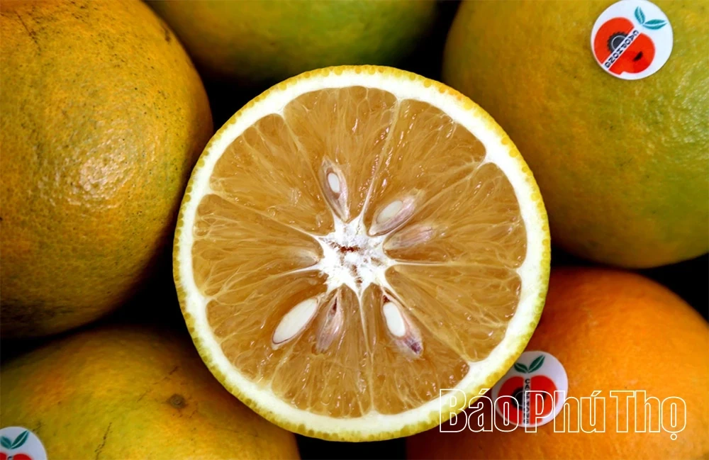 The Golden Season in Cao Phong