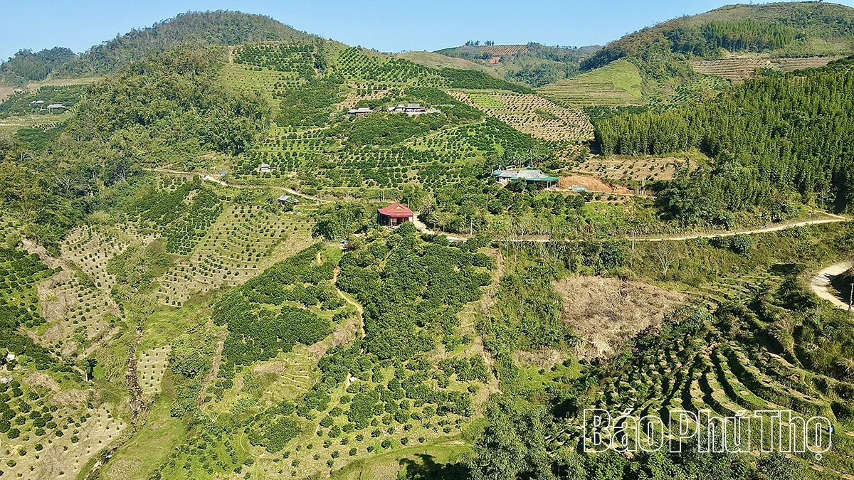 The Sweetness of Nam Son Ancient tangerines