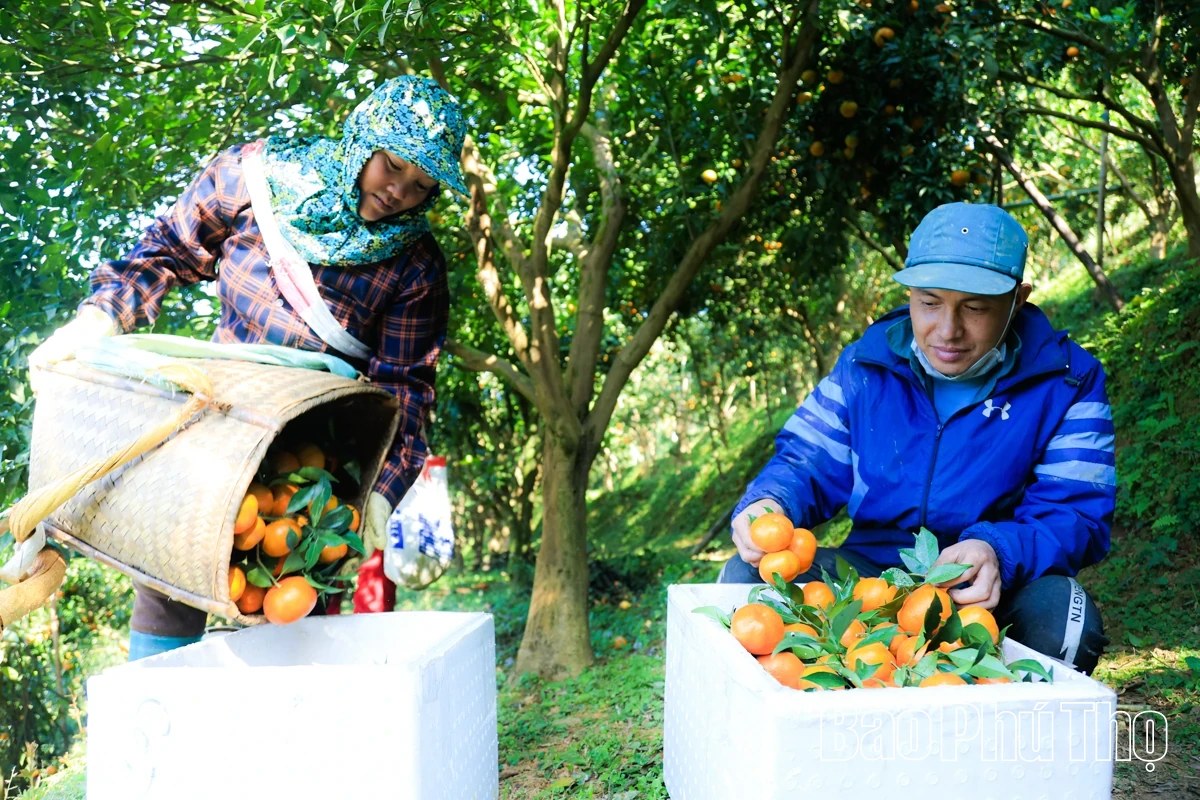 The Sweetness of Nam Son Ancient tangerines