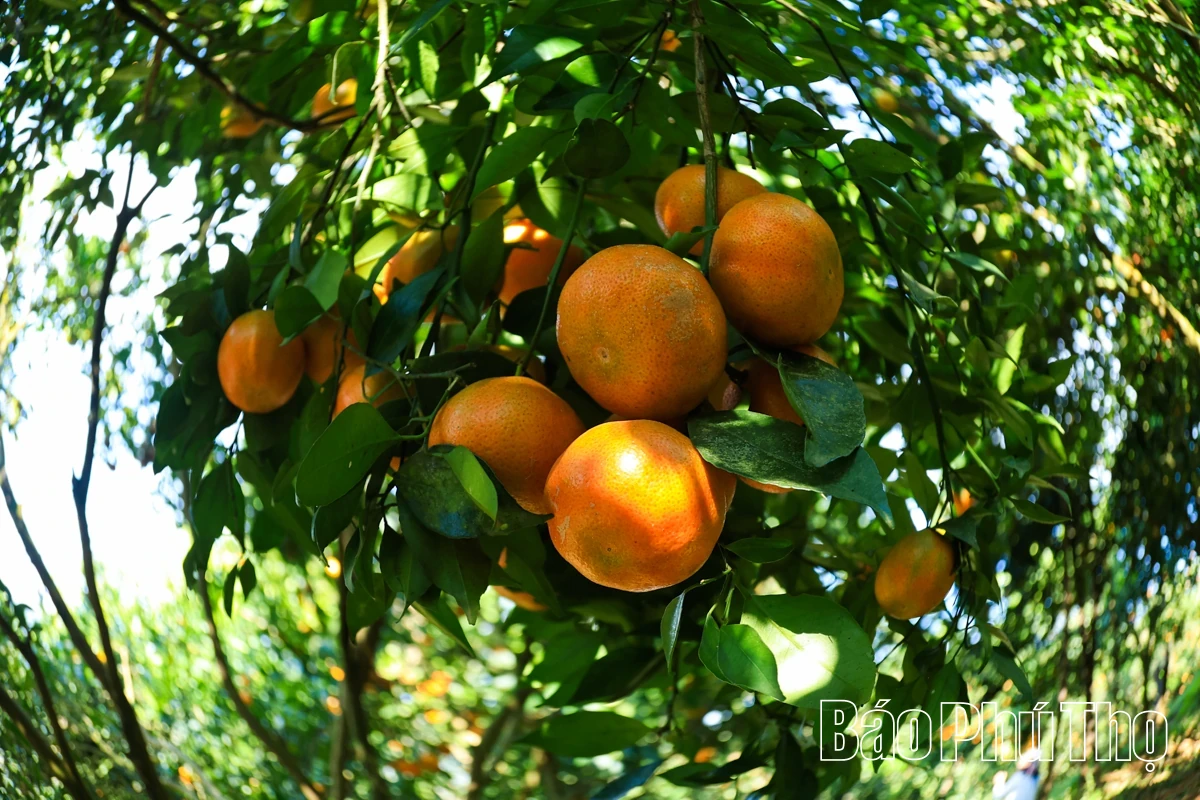The Sweetness of Nam Son Ancient tangerines