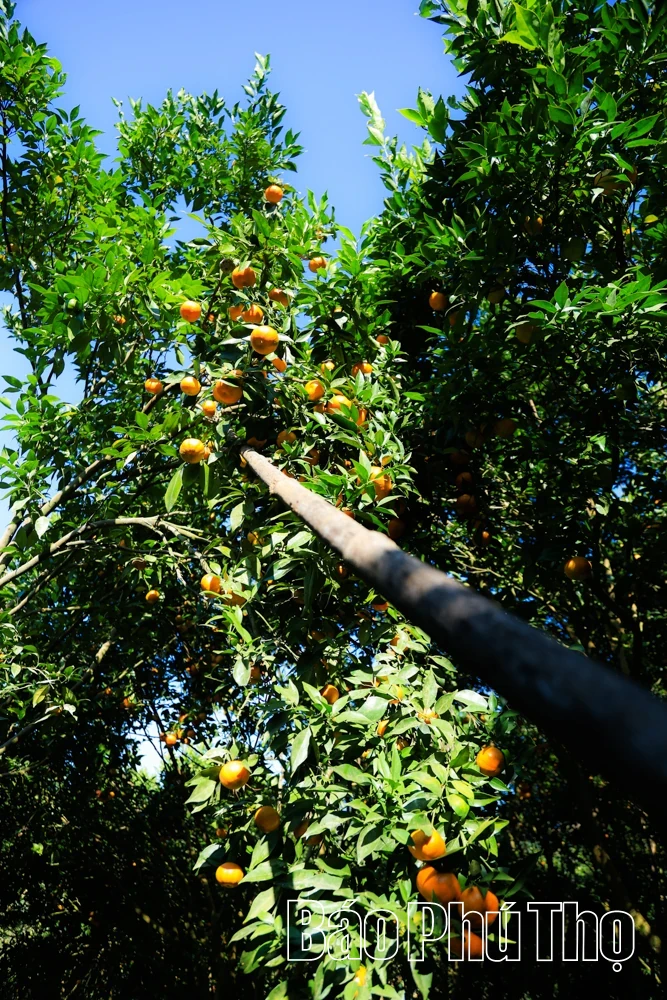 The Sweetness of Nam Son Ancient tangerines