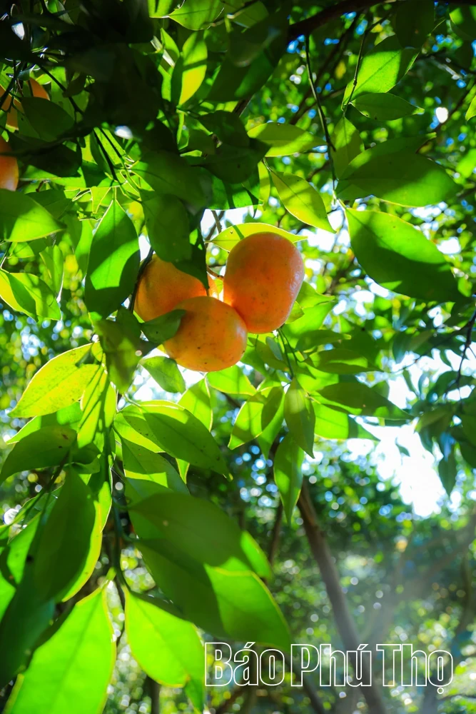 The Sweetness of Nam Son Ancient tangerines