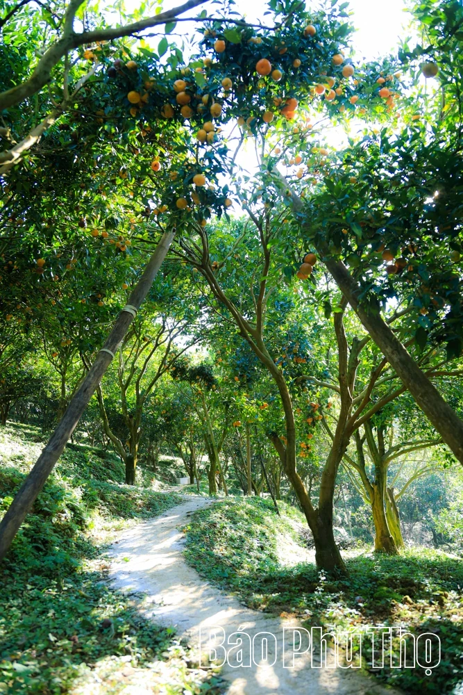The Sweetness of Nam Son Ancient tangerines