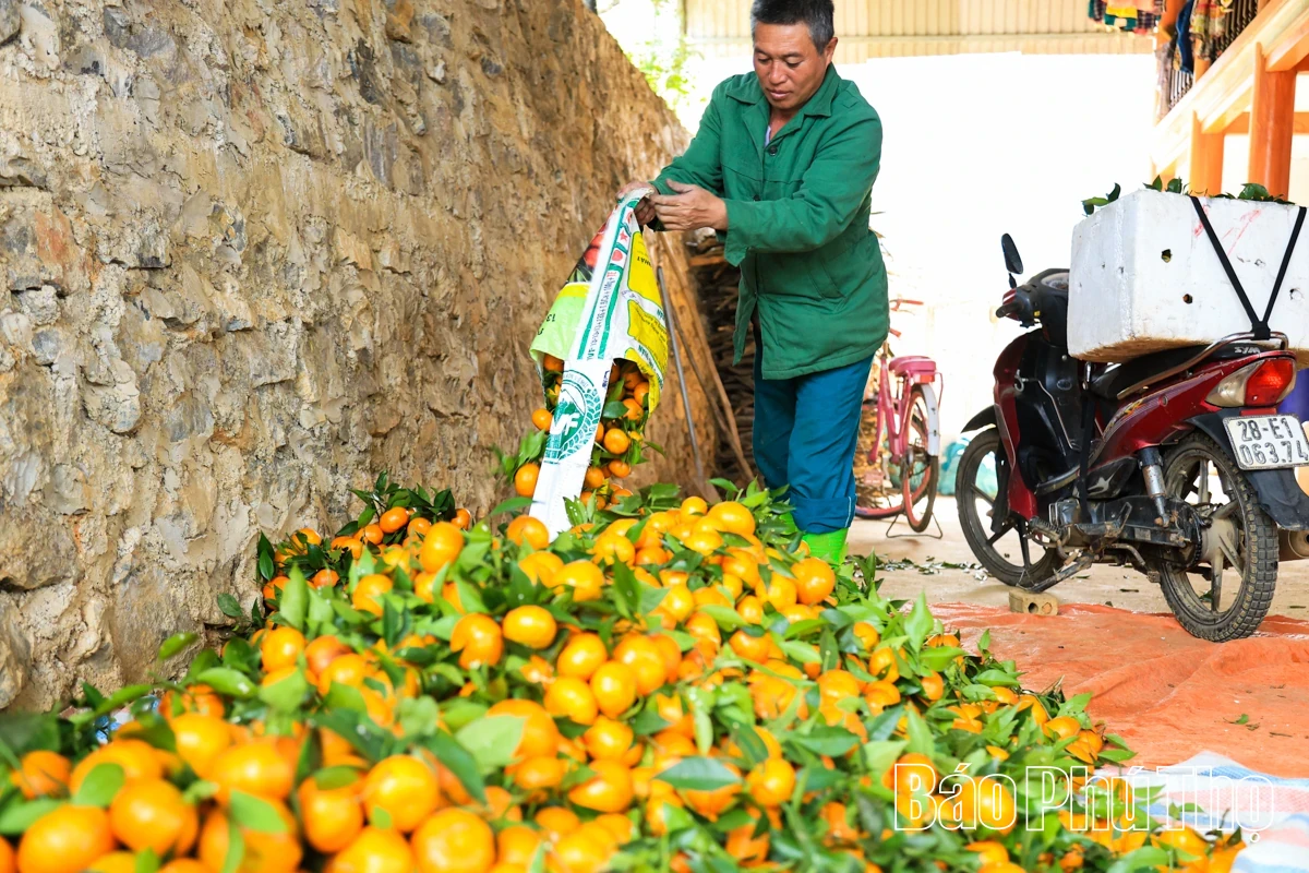 The Sweetness of Nam Son Ancient tangerines