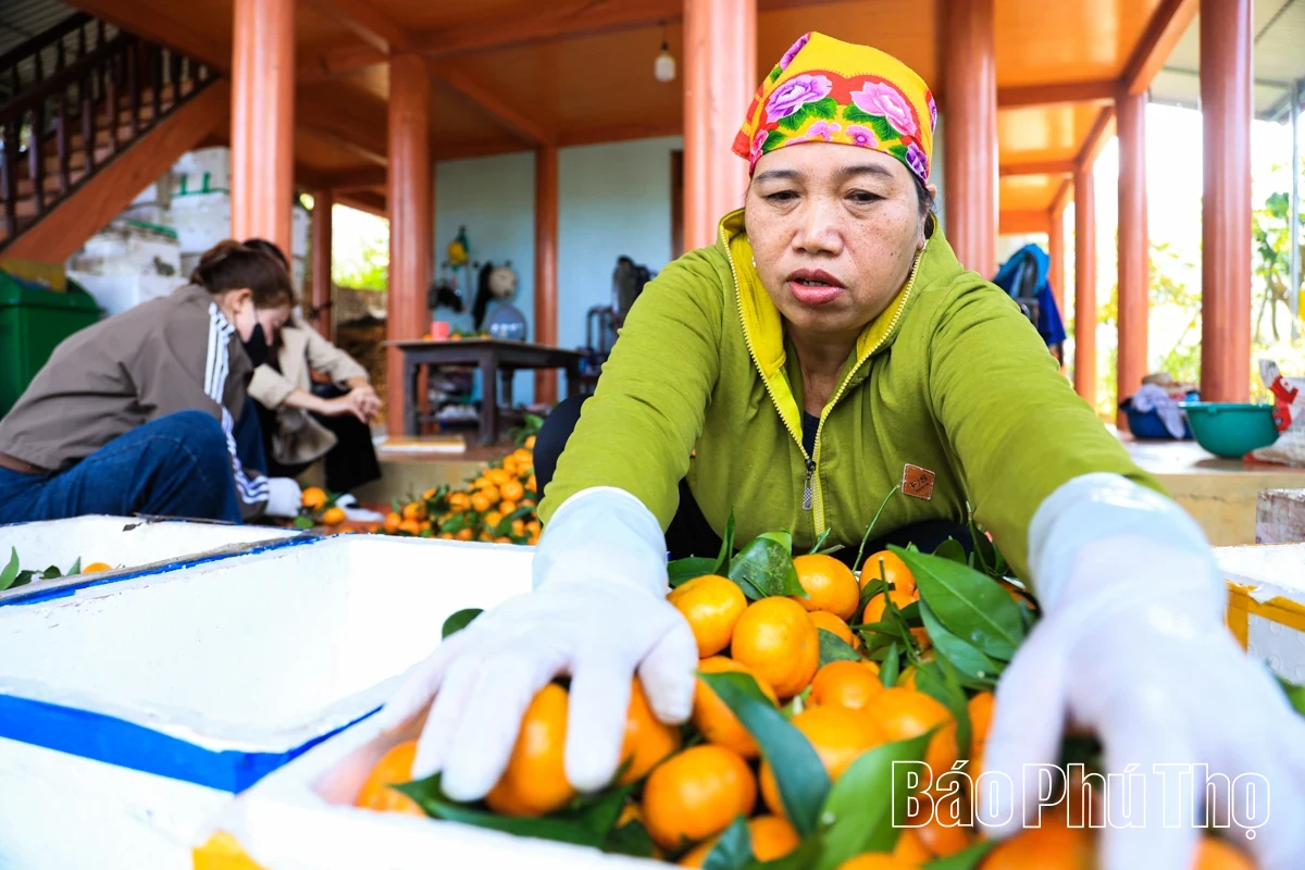 The Sweetness of Nam Son Ancient tangerines