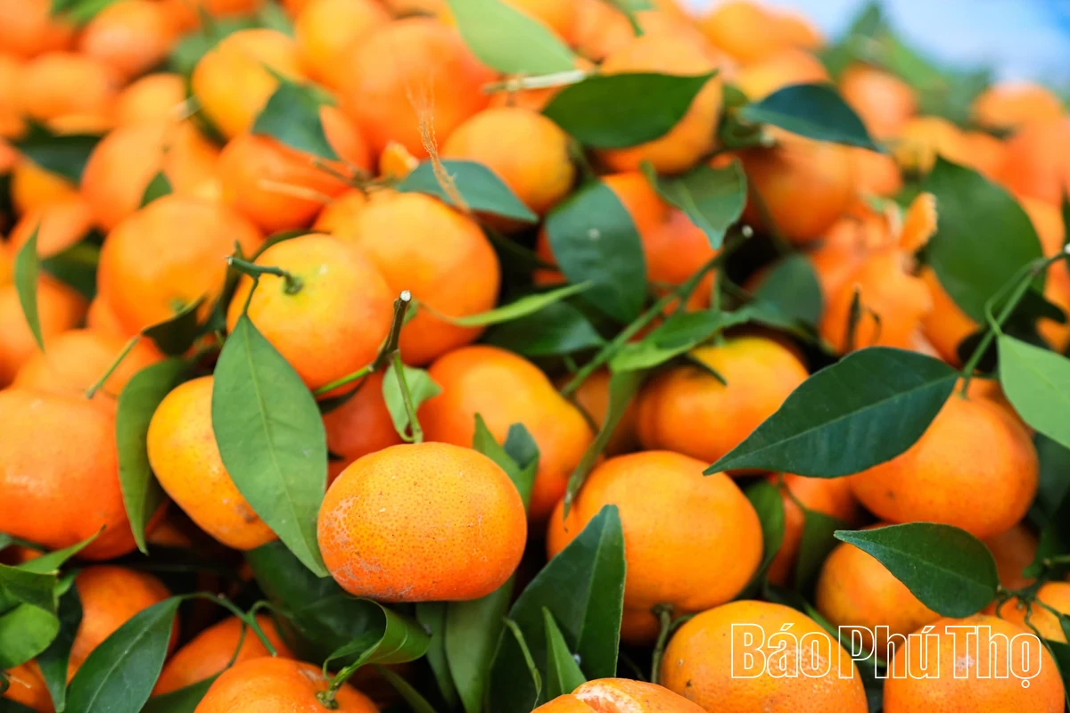 The Sweetness of Nam Son Ancient tangerines