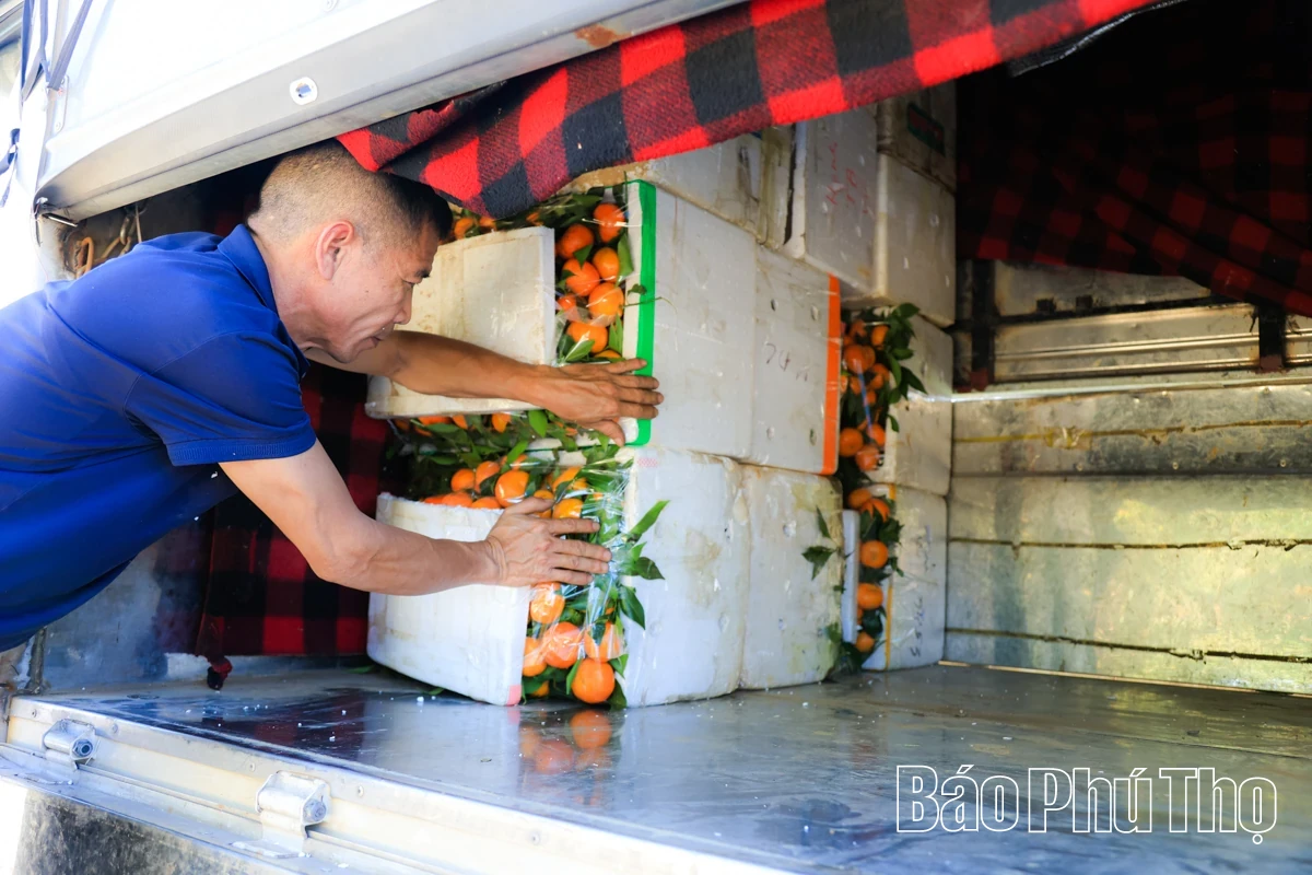 The Sweetness of Nam Son Ancient tangerines