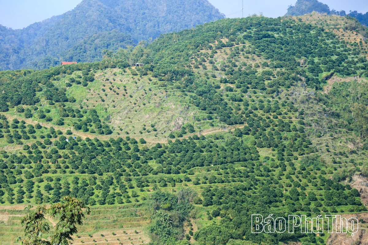 The Sweetness of Nam Son Ancient tangerines