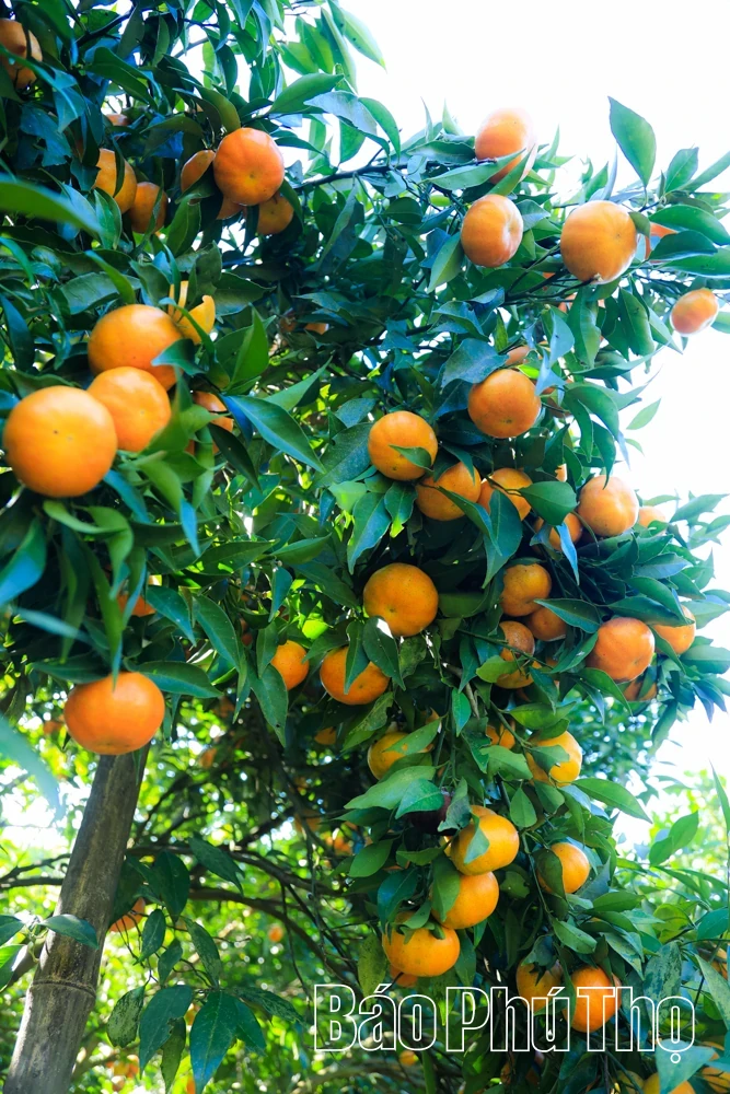 The Sweetness of Nam Son Ancient tangerines