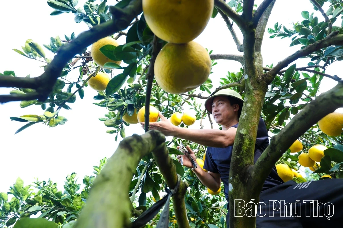 Dai Dong Harvests the Golden Fruit