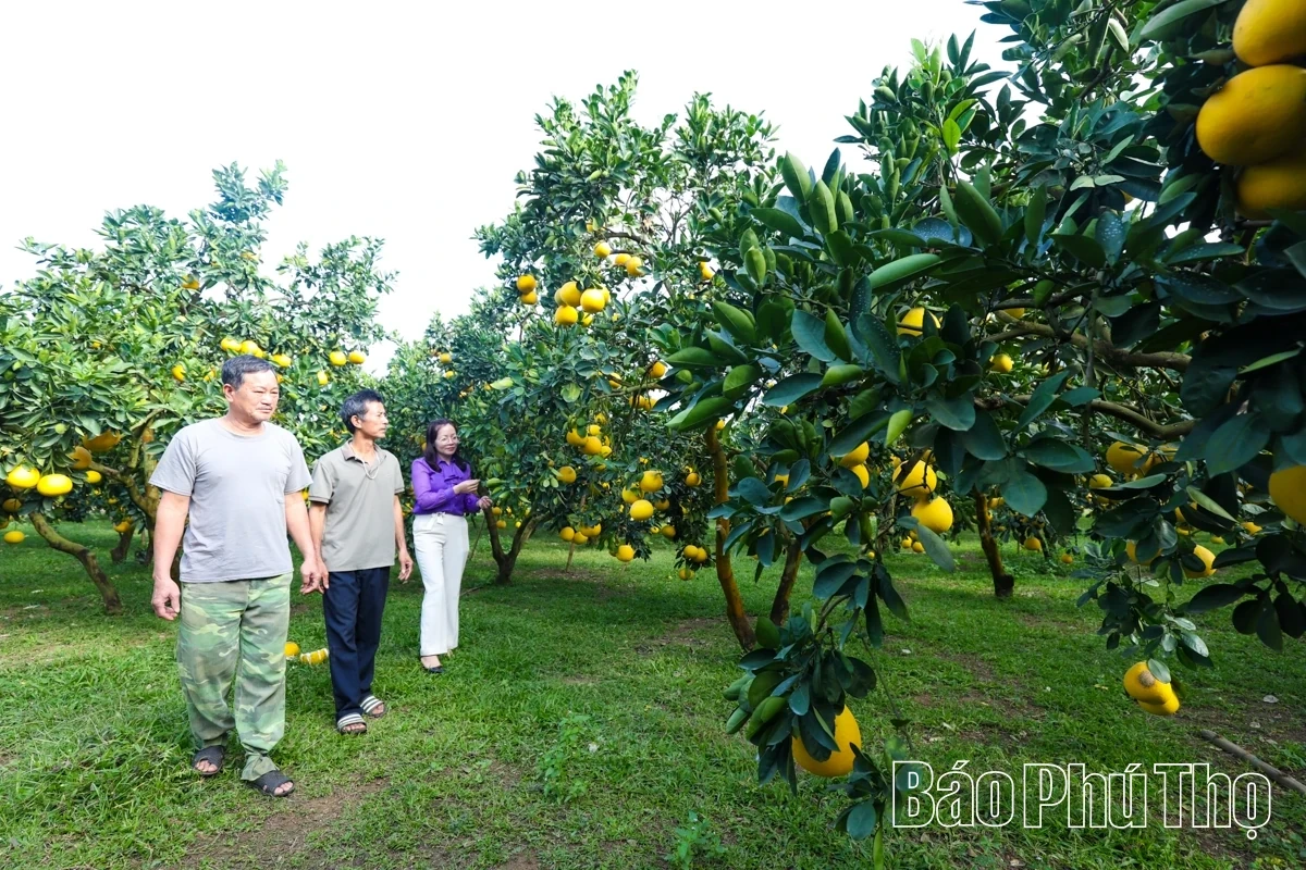 Dai Dong Harvests the Golden Fruit