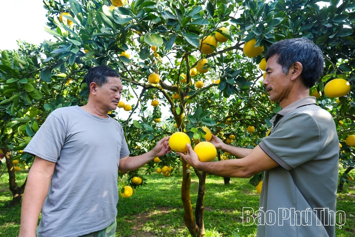 Dai Dong Harvests the Golden Fruit