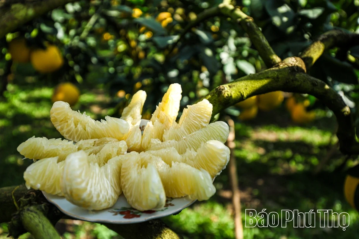 Dai Dong Harvests the Golden Fruit