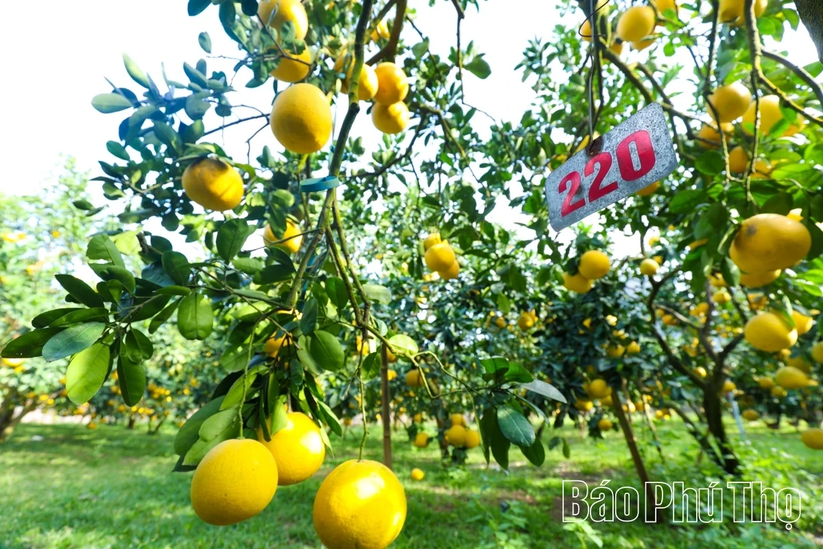 Dai Dong Harvests the Golden Fruit