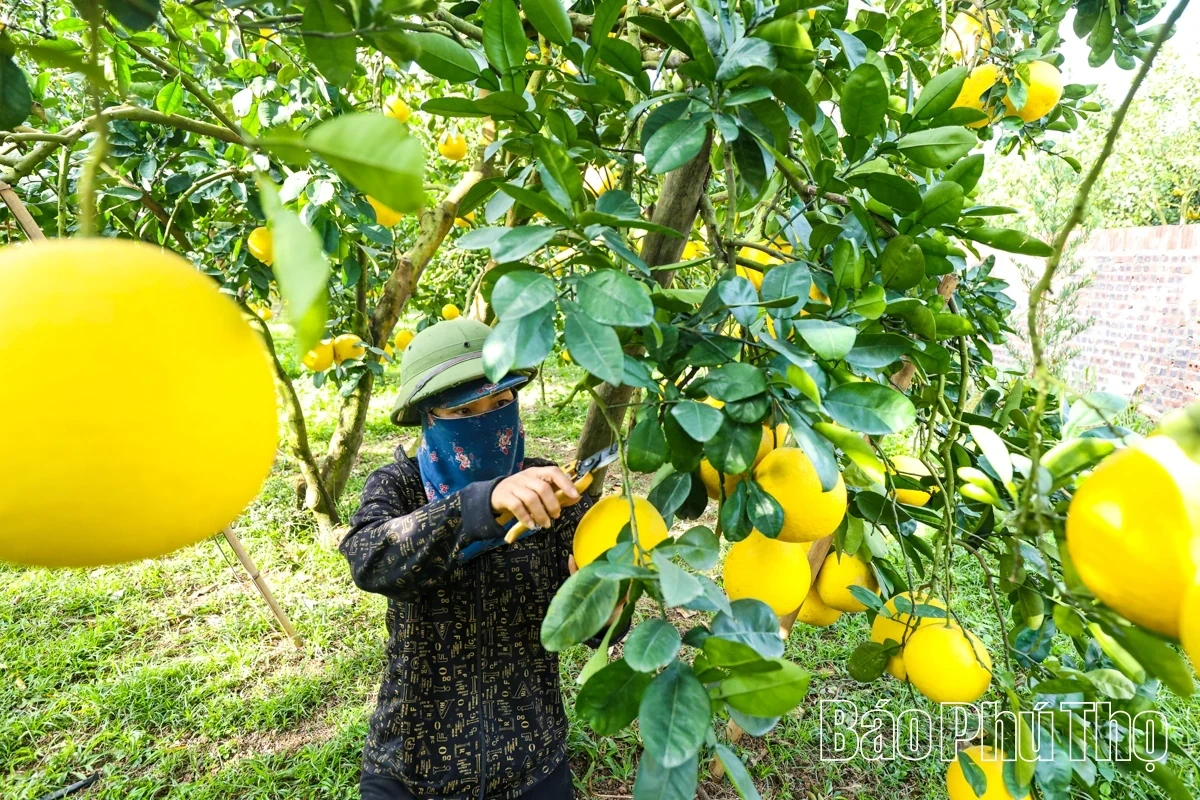 Dai Dong Harvests the Golden Fruit