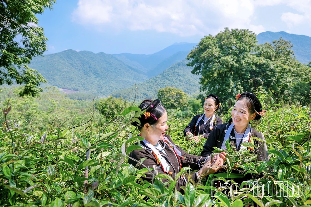 Purple morinda root: The Medicinal Plant Paving the Way for Sustainable Poverty Reduction