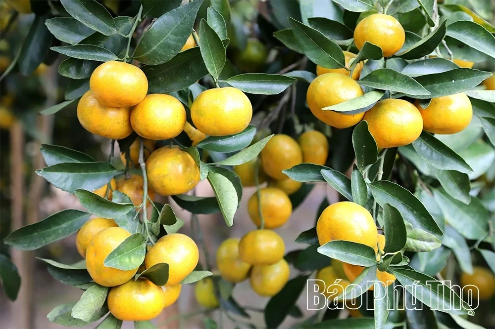 The “Sweet Harvest” on the Thu Cuc hills