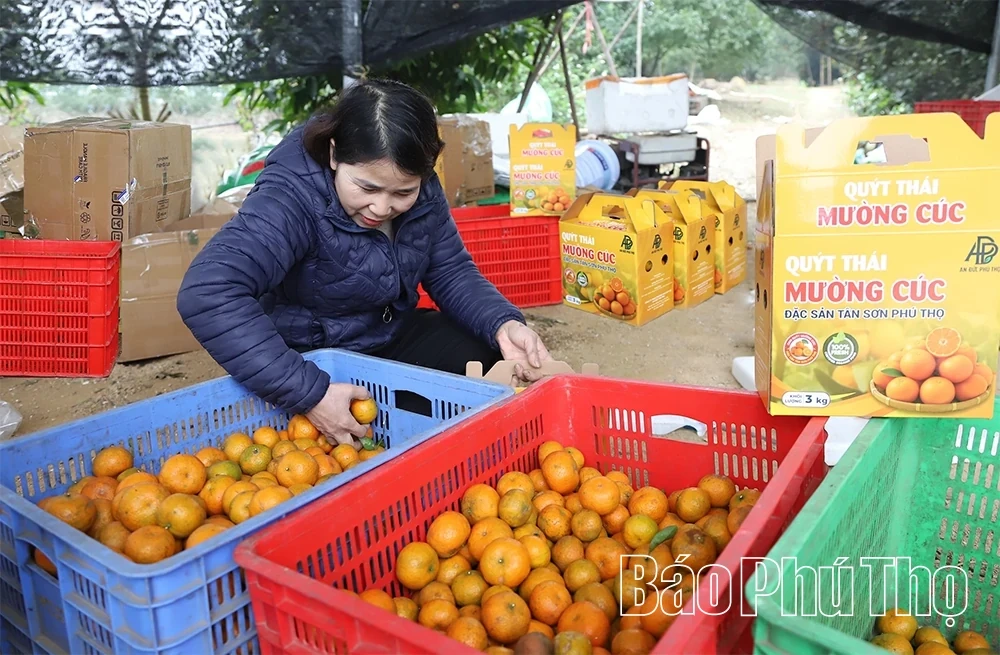 The “Sweet Harvest” on the Thu Cuc hills