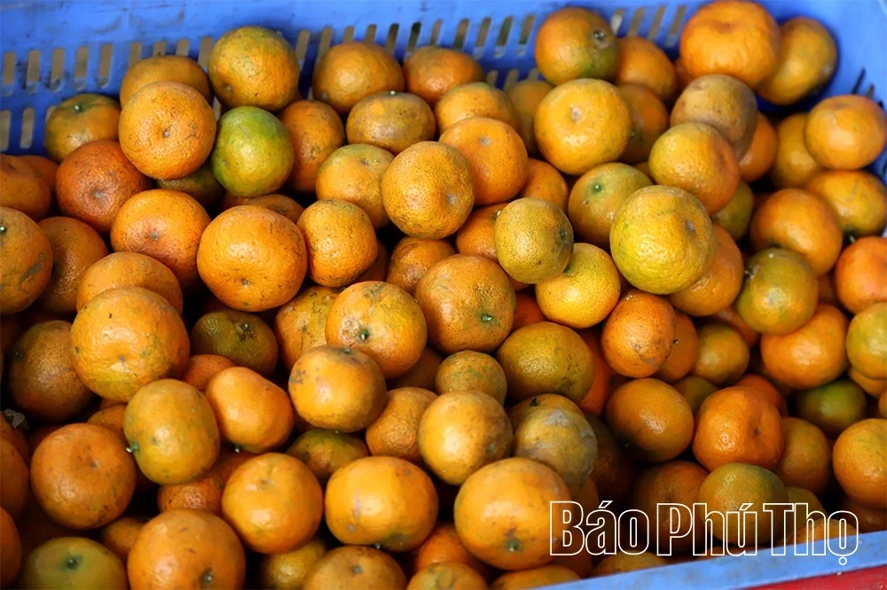 The “Sweet Harvest” on the Thu Cuc hills