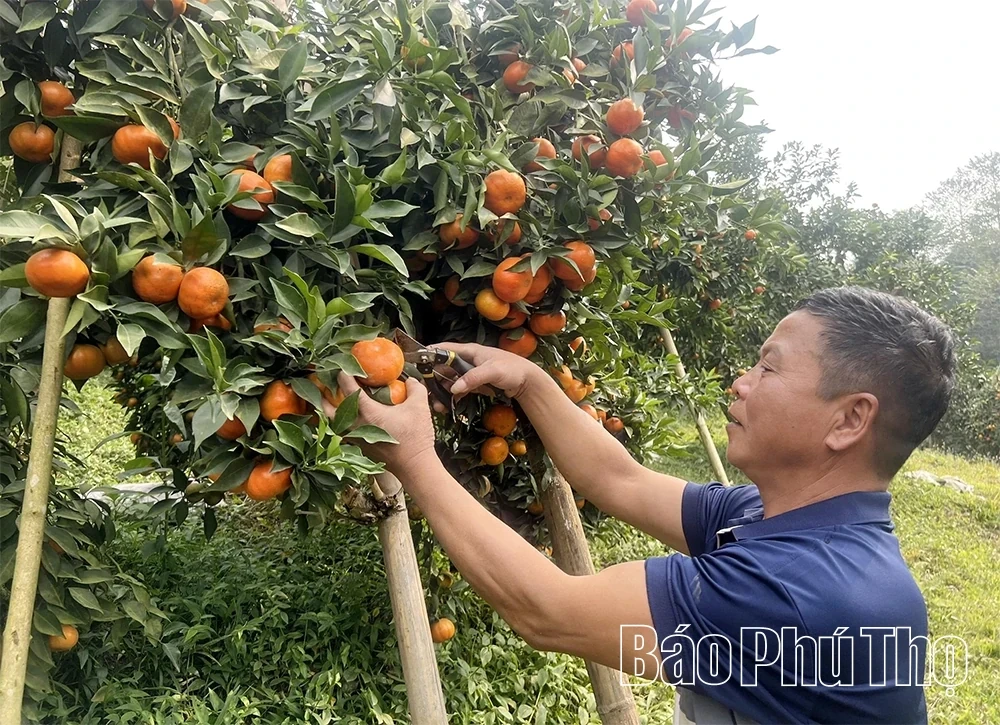 The “Sweet Harvest” on the Thu Cuc hills