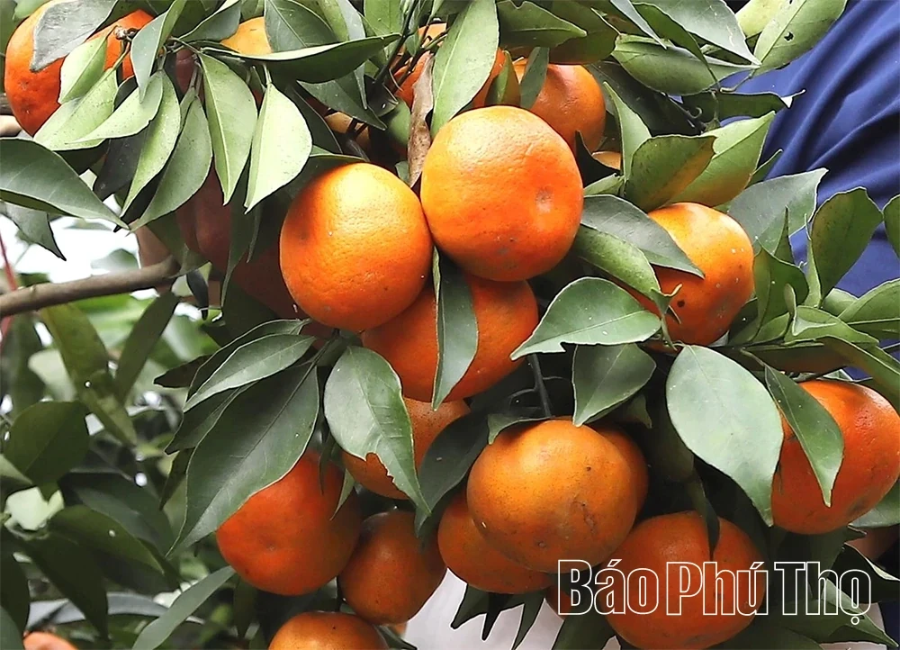 The “Sweet Harvest” on the Thu Cuc hills