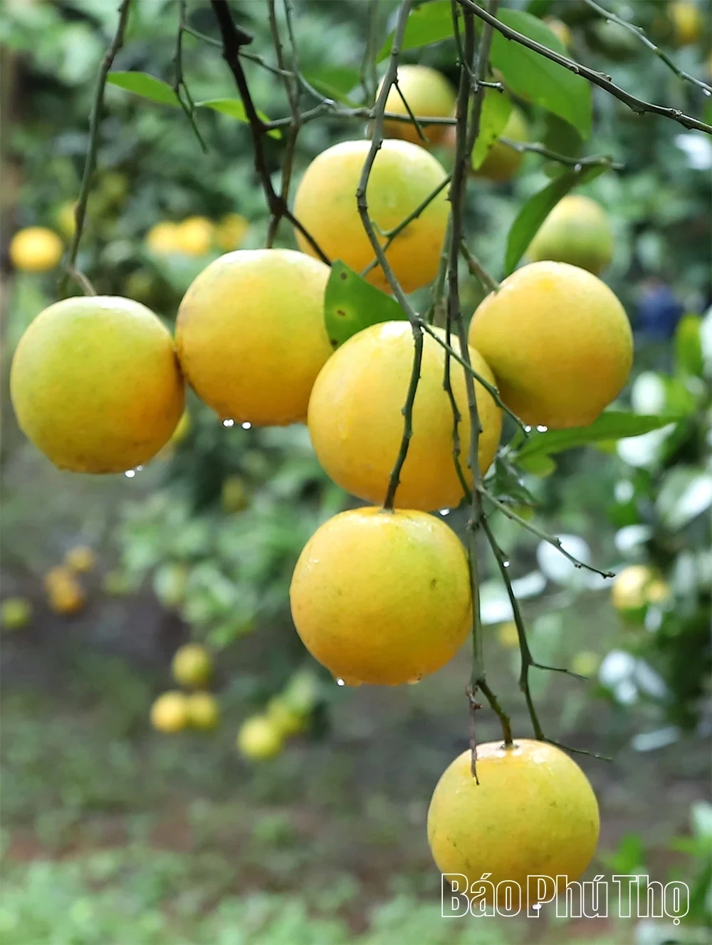 The “Sweet Harvest” on the Thu Cuc hills