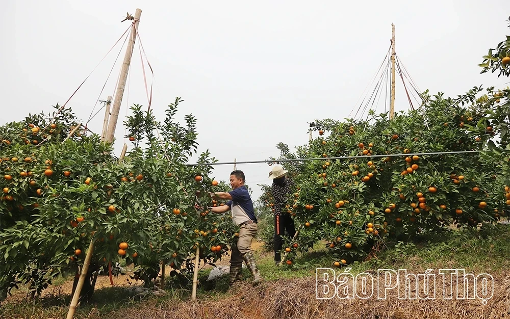 The “Sweet Harvest” on the Thu Cuc hills