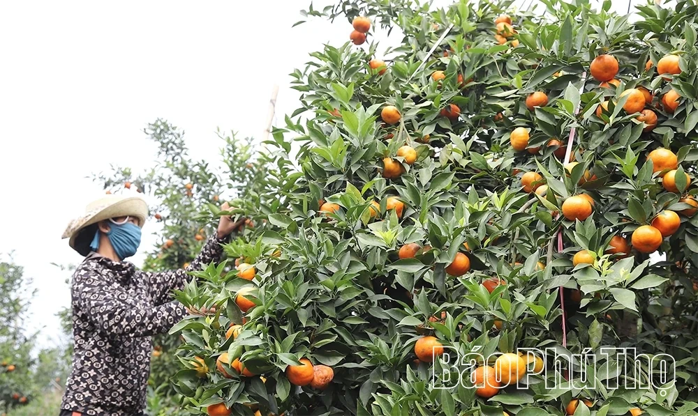 The “Sweet Harvest” on the Thu Cuc hills